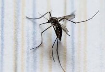Alerta por Dengue en México se reportan más de mil casos en una semana Alerta por Dengue en México se reportan más de mil casos en una semana