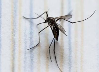 Alerta por Dengue en México se reportan más de mil casos en una semana Alerta por Dengue en México se reportan más de mil casos en una semana