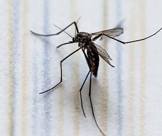 Alerta por Dengue en México se reportan más de mil casos en una semana Alerta por Dengue en México se reportan más de mil casos en una semana