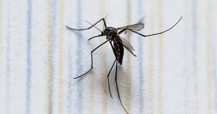 Alerta por Dengue en México se reportan más de mil casos en una semana