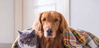 Cuidados para mascotas en invierno: guía esencial para proteger su salud Cuidados para mascotas en invierno: guía esencial para proteger su salud
