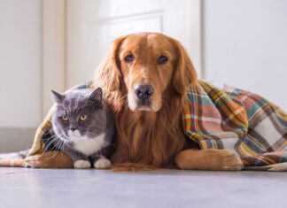 Cuidados para mascotas en invierno: guía esencial para proteger su salud Cuidados para mascotas en invierno: guía esencial para proteger su salud