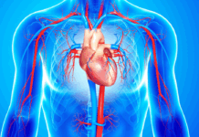 Diez claves científicas para proteger tu salud cardiovascular, según los expertos