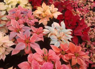 Dónde comprar Nochebuenas en CDMX Dónde comprar Nochebuenas en CDMX