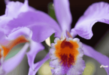 Orquídeas de otoño 2025: el Museo Franz Mayer celebra la belleza natural en su exposición anual Franz Mayer exposicion