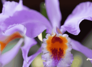 Orquídeas de otoño 2025: el Museo Franz Mayer celebra la belleza natural en su exposición anual Franz Mayer exposicion