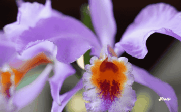 Orquídeas de otoño 2025: el Museo Franz Mayer celebra la belleza natural en su exposición anual Franz Mayer exposicion