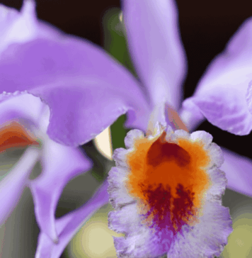 Orquídeas de otoño 2025: el Museo Franz Mayer celebra la belleza natural en su exposición anual Franz Mayer exposicion