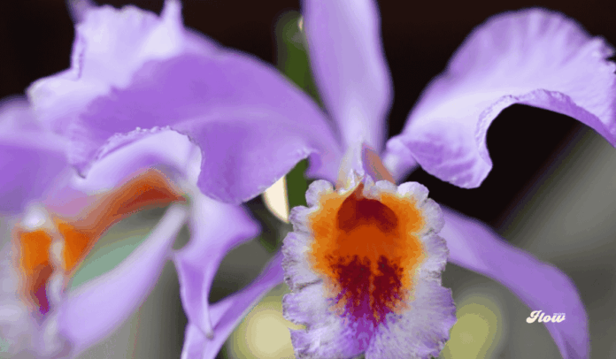 Franz Mayer exposicion