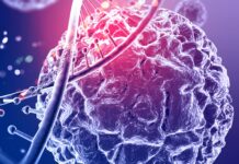Un trasplante pionero elimina la diabetes tipo 1 en ratones