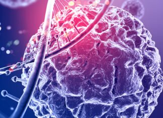 Un trasplante pionero elimina la diabetes tipo 1 en ratones