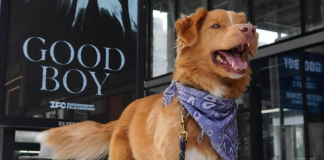 Protagonista de «Good Boy» se convierte en el primer perro nominado a un premio cinematográfico Protagonista de Good Boy se convierte en el primer perro nominado a un premio cinematográfico