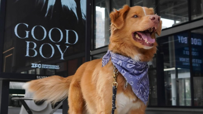 Protagonista de Good Boy se convierte en el primer perro nominado a un premio cinematográfico