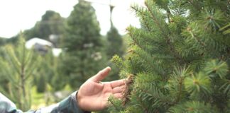 Chapingo impulsa venta de árboles navideños de ejidos rurales en Edomex arbol navidad chapingo