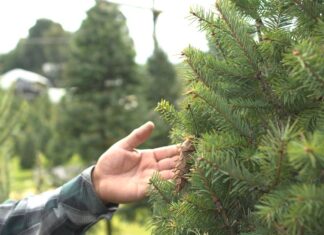 Chapingo impulsa venta de árboles navideños de ejidos rurales en Edomex arbol navidad chapingo