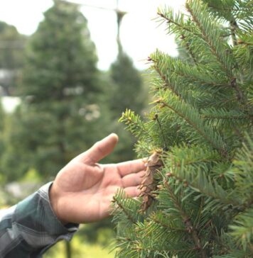 Chapingo impulsa venta de árboles navideños de ejidos rurales en Edomex arbol navidad chapingo