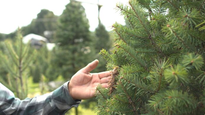 arbol navidad chapingo