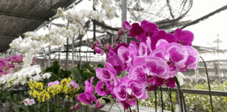 Conoce La Ruta de la Orquídea