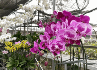 Conoce La Ruta de la Orquídea