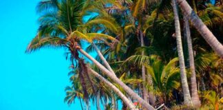 CDMX lanzará campaña de espectaculares para atraer turismo al norte de Veracruz