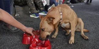 Lanzan Operativo Perrito Peregrino para evitar el abandono animal Lanzan Operativo Perrito Peregrino para evitar el abandono animal