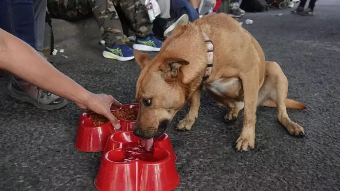Lanzan Operativo Perrito Peregrino para evitar el abandono animal