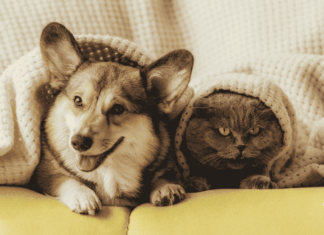 Educación sostenible: Poder Mascota impulsa valores ambientales entre la niñez mexicana Poder mascota resultados