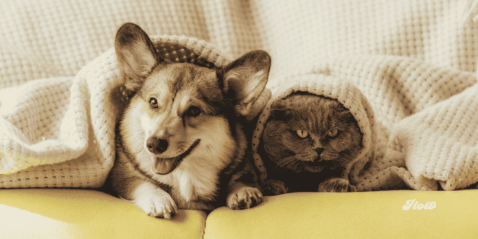 Poder mascota resultados