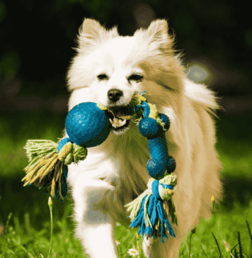 Cuidar una mascota en México: el costo anual puede superar los $30 mil pesos costos de mascotas en mexico