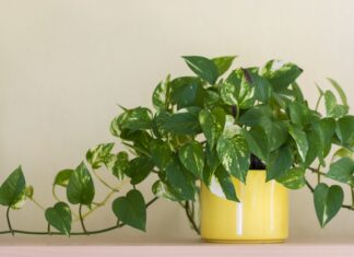 ¿El café es el fertilizante perfecto para las plantas?