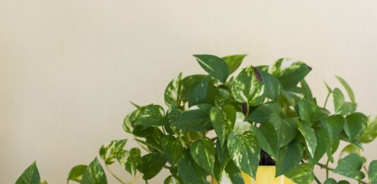 ¿El café es el fertilizante perfecto para las plantas?