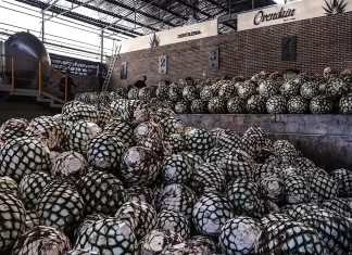 Bacardí elige a Bombay para liderar la creatividad de la categoría Agaves en México grupo bacardi tequila