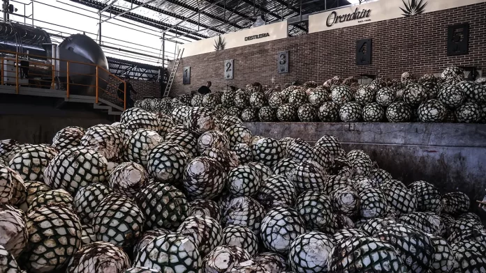 grupo bacardi tequila