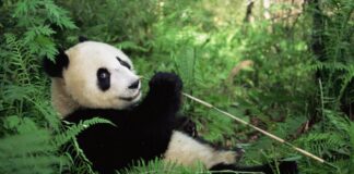 Declaran a los pandas gigantes fuera de peligro de extinción Declaran a los pandas gigantes fuera de peligro de extinción