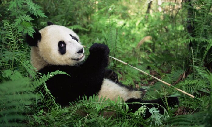 Declaran a los pandas gigantes fuera de peligro de extinción