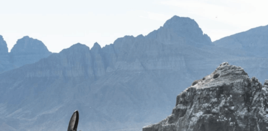 Foil Baja California Sur 2026 consolida al Mar de Cortés como escenario deportivo Foil Baja California Sur