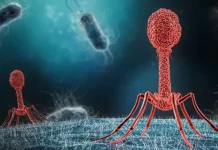 Nanotecnología mexicana busca frenar bacterias resistentes bacterias resistentes a los antibióticos