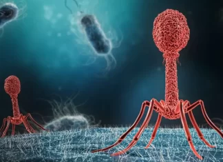 Nanotecnología mexicana busca frenar bacterias resistentes bacterias resistentes a los antibióticos