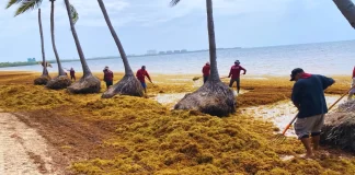 Sargazo en Quintana Roo: alertan por impacto ambiental y riesgos a la salud crisis sargazo cancun