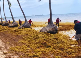 Sargazo en Quintana Roo: alertan por impacto ambiental y riesgos a la salud crisis sargazo cancun