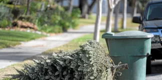 Recicla tu árbol de Navidad y nochebuenas en CDMX: así funciona el programa ambiental 2026 Dónde reciclar tu árbol de Navidad y nochebuenas en CDMX 2026