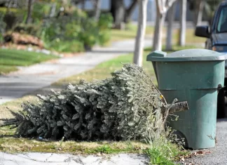 Recicla tu árbol de Navidad y nochebuenas en CDMX: así funciona el programa ambiental 2026 Dónde reciclar tu árbol de Navidad y nochebuenas en CDMX 2026