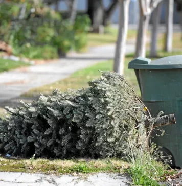 Recicla tu árbol de Navidad y nochebuenas en CDMX: así funciona el programa ambiental 2026 Dónde reciclar tu árbol de Navidad y nochebuenas en CDMX 2026