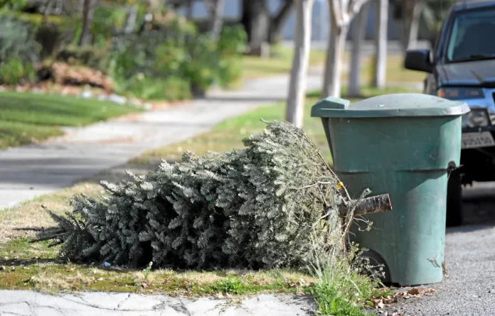 Dónde reciclar tu árbol de Navidad y nochebuenas en CDMX 2026