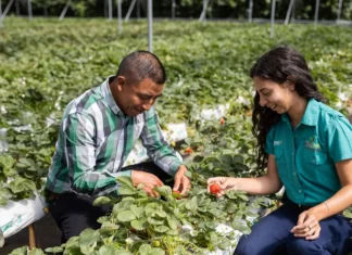Fundación Walmart impulsa al campo mexicano con programas de apoyo fundacion walmart apoyos