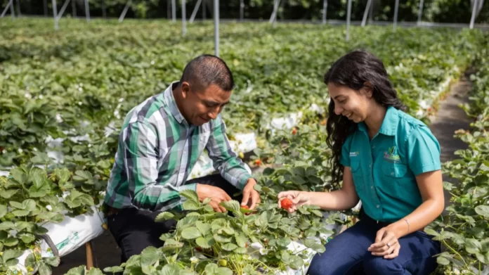 fundacion walmart apoyos