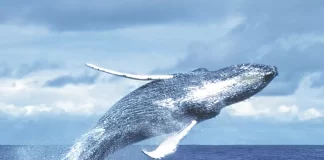 Ballenas jorobadas marcan récord histórico en Bahía de Banderas ballenas jorobadas en puerto vallarta