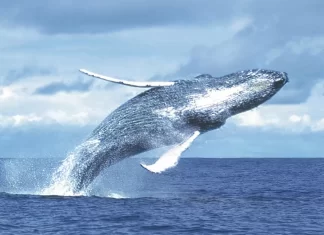 Ballenas jorobadas marcan récord histórico en Bahía de Banderas ballenas jorobadas en puerto vallarta