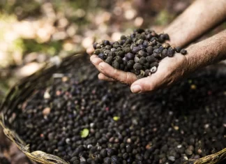 Ciclo cafetalero en Nayarit deja balance positivo para productores cafe en nayarit