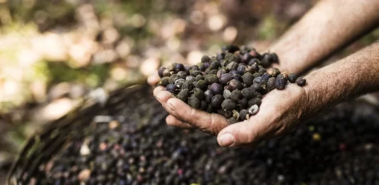 Ciclo cafetalero en Nayarit deja balance positivo para productores cafe en nayarit